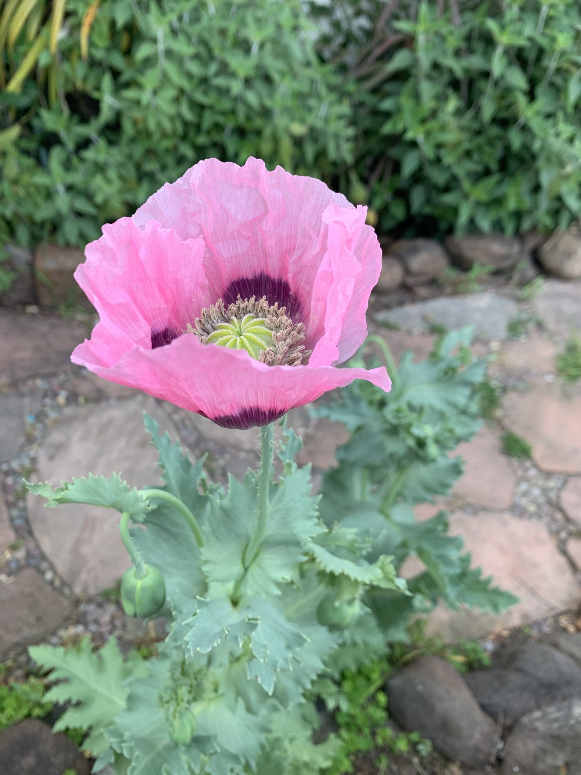 Life Through a Flower’s Eye