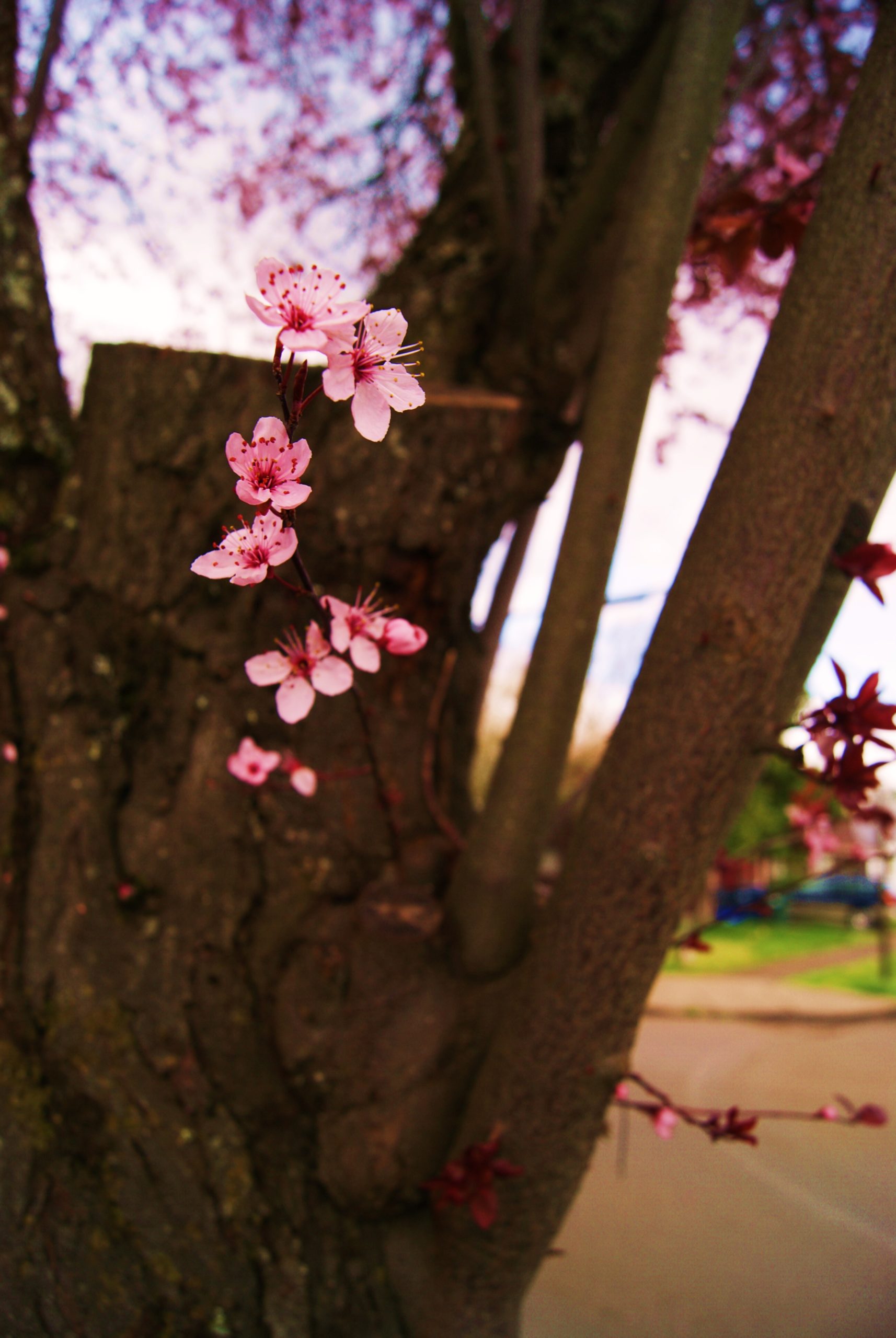 spring buds